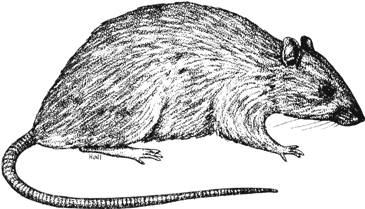 Norway Rat