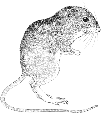 Western Jumping Mouse