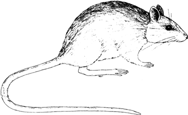 Pacific Jumping Mouse