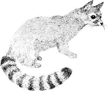 Ringtail