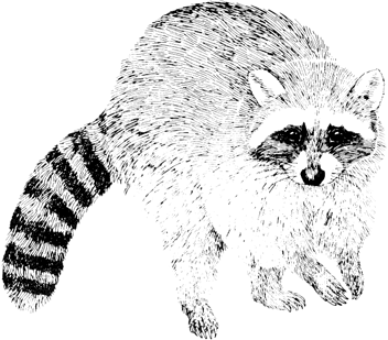 Raccoon