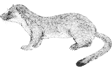 Long-tailed Weasel