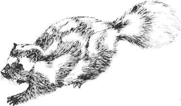 Western Spotted Skunk