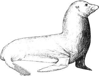 Guadalupe Fur Seal