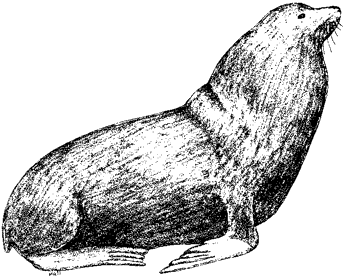 California Sea Lion