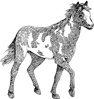 Feral Horse