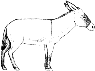 Feral Burro