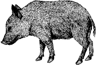 Wild Pig