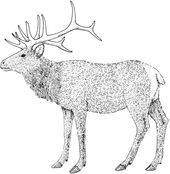 Elk