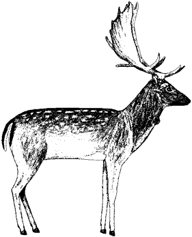 Fallow Deer