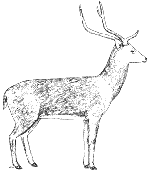 Axis Deer