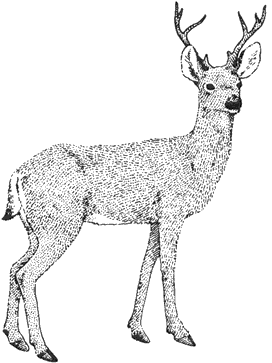 Mule Deer