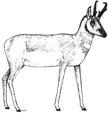 Pronghorn