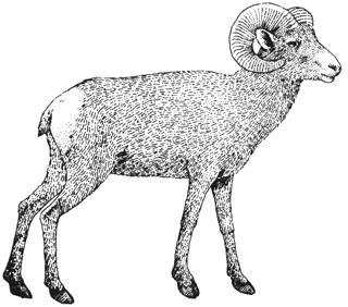 Bighorn Sheep