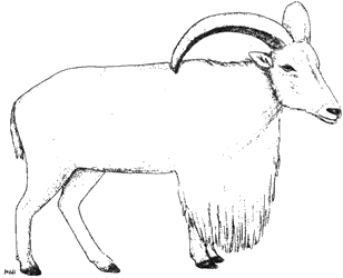 Barbary Sheep