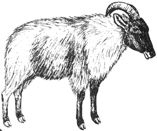 Tahr