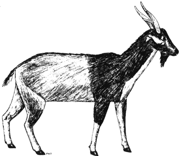 Feral Goat